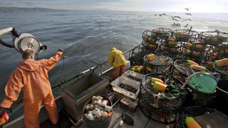 Produce: En octubre parte el primer crucero para evaluación de biomasa de la pota