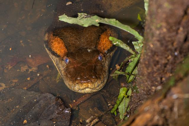 Foto 4 | Parque Nacional Yaguas