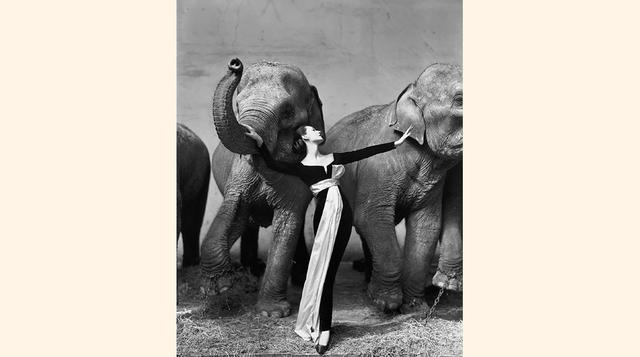 Dovima con elefantes. Cirque d’Hiver, París, 1955. Foto: Richard Avedon.