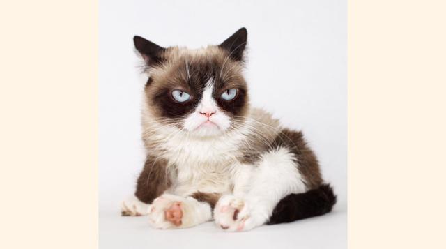 Grumpy cat. (foto:Magnet)
