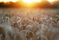 Rusia espera aumentar las exportaciones de trigo en la nueva temporada de julio 2022 a junio 2023