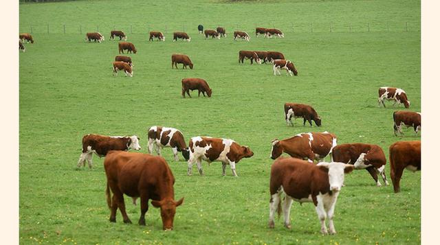 Un rebaño de ganado (1903). Según el Departamento de Agricultura de EE.UU., un animal valía unos US$ 28 hasta el final del siglo. Hoy el rebaño de 10 cabezas que valía US$ 1,000 le puede costar unos US$ 45,500. (Foto: cdn.latribuna)
