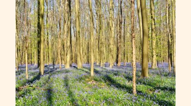 Hallerbos, Bélgica. Conocido comúnmente como «el bosque azul» gracias a la gran cantidad de jacintos que florecen y cubren el suelo en abril. Muchos belgas y turistas, van a admirar este paisaje sacado de un cuento de hadas. . (Foto: msn)