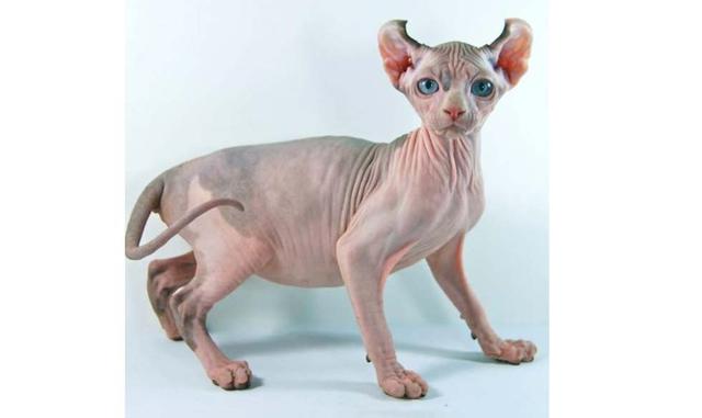 Elfo. Esta joven raza de gatos fue creada en Estados Unidos en 2006. Los elfos son muy amistosos, inteligentes, traviesos, sociales, curiosos y leales. Todo aquel que quiera conseguir un gatito de esta raza tendrá que pagar ni más ni menos que 2000 dólare