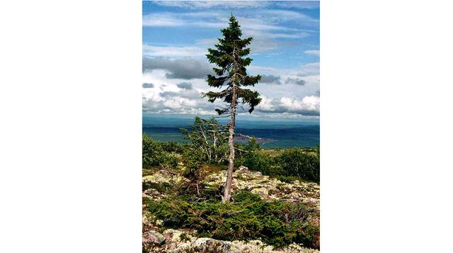 Viejo Tjikko. Cuenta con 9 558 años de edad y casi cinco metros de largo, elevándose en la montaña Fulufjället en Suecia. Para la sorpresa de los estudiosos, las raíces del árbol continúan creciendo pese a la desaparición gradual del bosque.