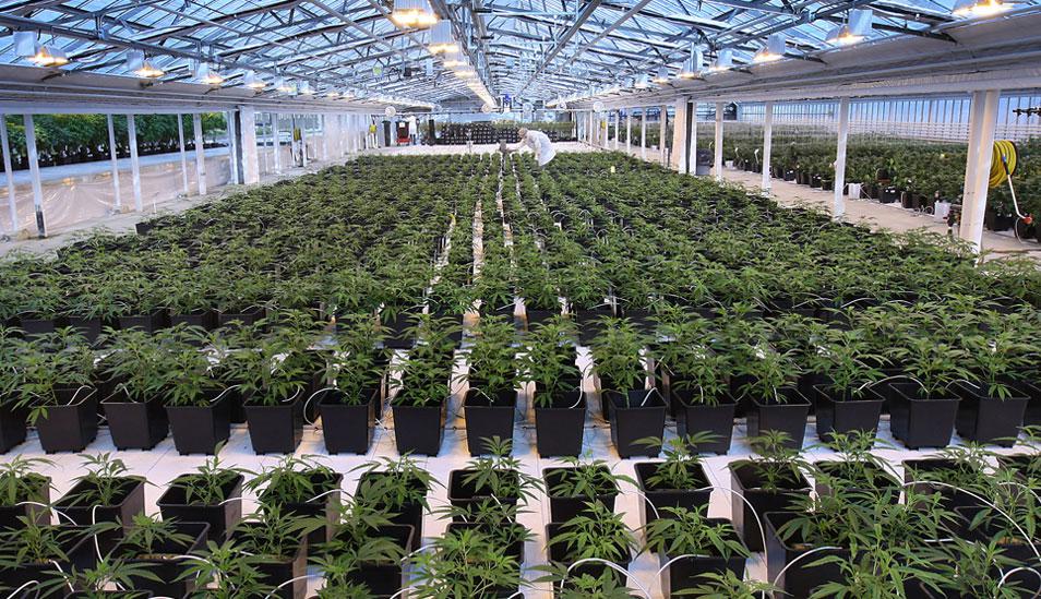 FOTO 8 | Antecedentes: John Cervini contribuyó a fundar Aphria, que tiene sede en Leamington, Ontario, tras abandonar el invernadero familiar que vendía tomates y pimientos. Él y su amigo Cole Cacciavillani empezaron a evaluar el cultivo de marihuana pese a que ninguno de los dos tenía experiencia en ello. Aphria se contó entre las primeras firmas productoras de marihuana que cotizaron en bolsa. (Foto: Postmedia News)