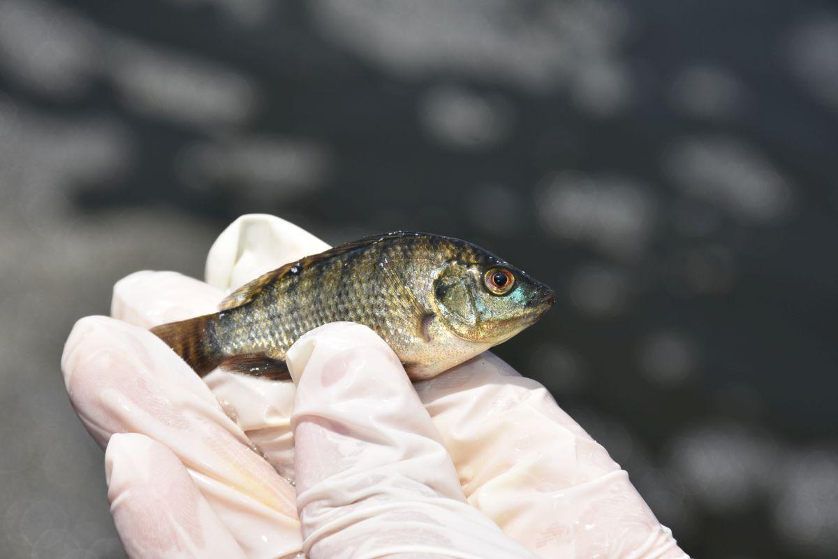 Tilapia. (Foto: Difusión/Sanipes)