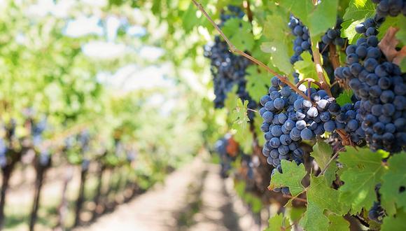 Exportación de uva peruana crece 7.4% a octubre 2021: ¿qué países son los que más compran? (Foto: Pixabay)