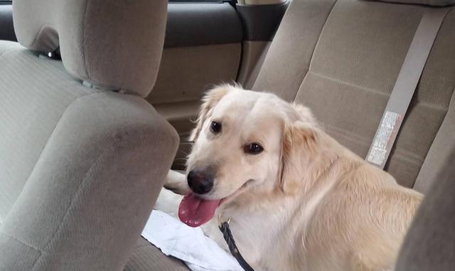 Foto 9 | Servicio de taxi para mascotas: Este negocio ofrece una solución para esas familias en donde todos trabajan, aman a sus mascotas y tienen ingresos superiores a la media.