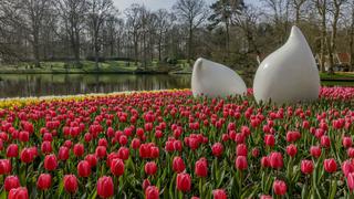Holanda protege a sus tulipanes de los selfis de los turistas