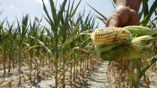  Un estudio demuestra que el maíz primitivo no sobrevive al cambio climático 