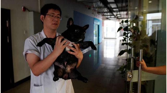 FOTO 4 | En España la acupuntura para animales no es ninguna novedad.