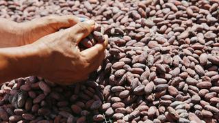 Solo el cacao de Piura y San Martín se verían afectados por restricciones de la UE