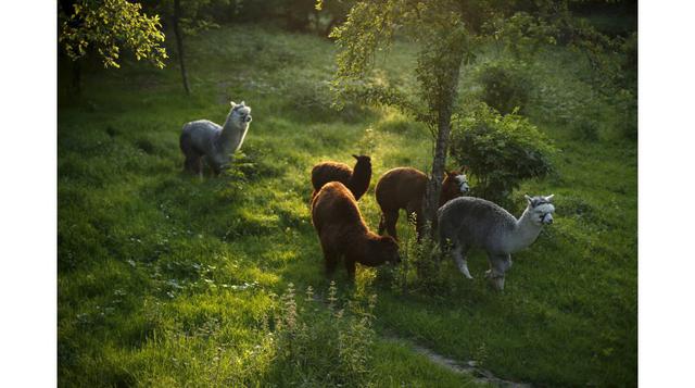 En el 2009, Lisa Vella-Gatt abrió Monte Frio con 14 alpacas y el objetivo de ser una productora de lana de ese camélido andino.