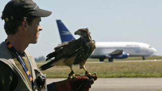 Aeropuertos a la búsqueda de soluciones contra las temidas colisiones con aves