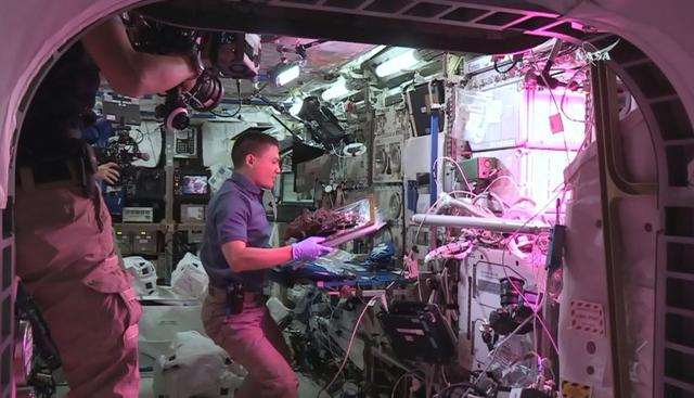 La NASA dio en agosto del año pasado el gran salto al cultivar los primeros vegetales íntegramente en el espacio. Los encargados de probarlos fueron los astronautas estadounidenses Scott Kelly, Kjell Lindgren y el japonés Kimiya Yui. (AFP)