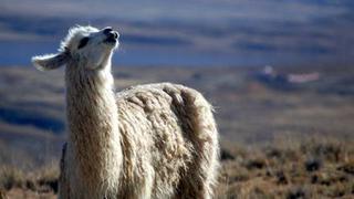 Fibra de alpaca va de los Andes peruanos a las tiendas de lujo