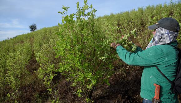 Se debe precisar que en Perú existen las zonas ilegales de cultivo de hoja de coca -se expanden en la selva baja- pero también zonas con permisos -como Cusco - cuya cosecha es dirigida a la venta local o a ENACO. (Foto de Schneyder Mendoza / AFP)
