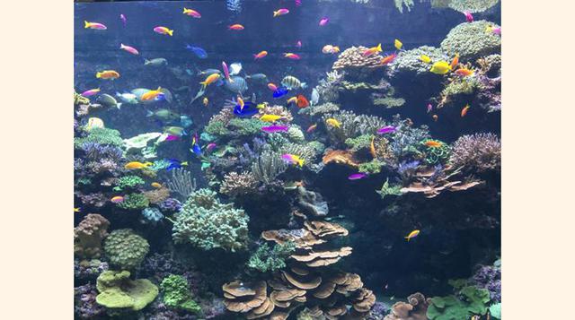 S.E.A. Aquarium, Sentosa Island, Singapur. “Asombroso!”