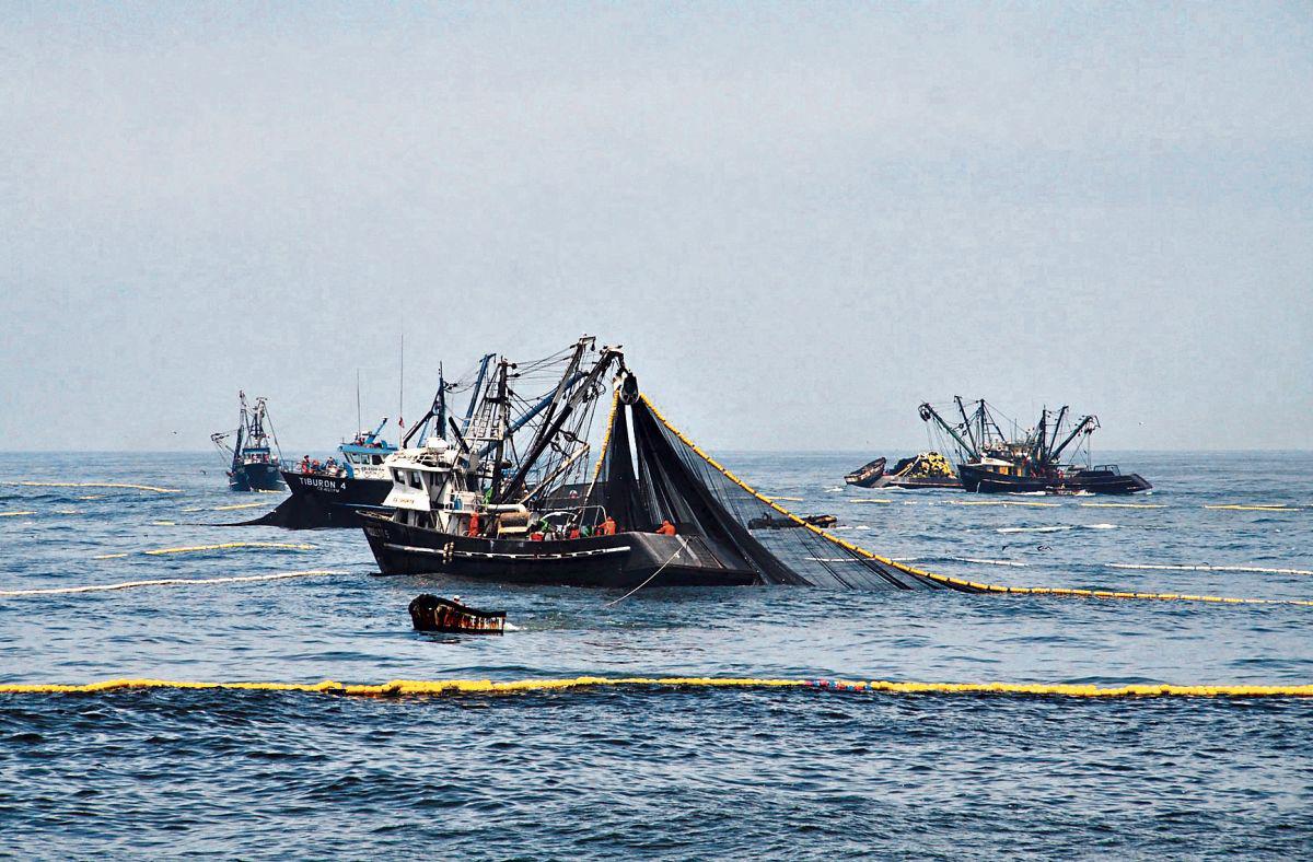 Efluentes. Las empresas pesqueras no tienen dónde evacuarlos, sostiene Milanovitch. (Foto: GEC)