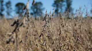 Aumentan temores de La Niña entre productores de soja de Brasil