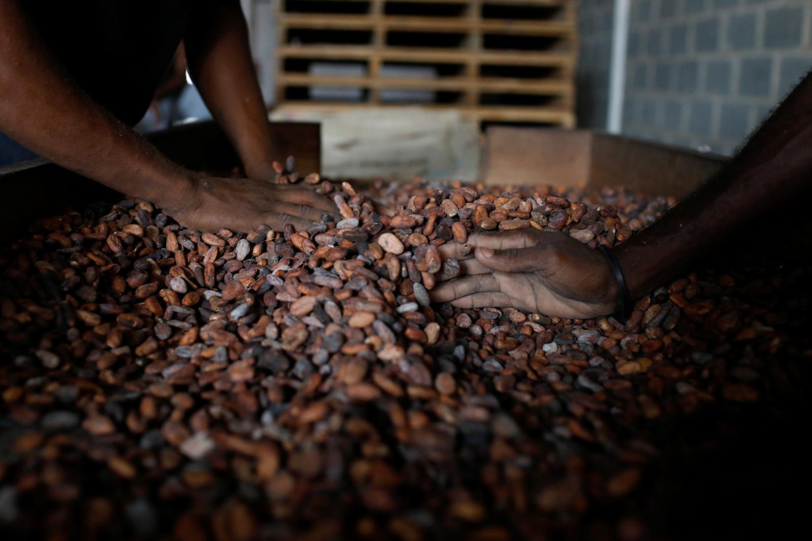 Cacao. (Foto: Reuters).