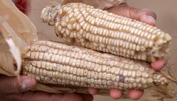 El maíz y la soja modificados se usan ampliamente en la producción de alimentos y para piensos, pero históricamente ha habido más resistencia a las cepas modificadas de trigo y arroz que los humanos consumirían con menos procesamiento. (Foto: Reuters)