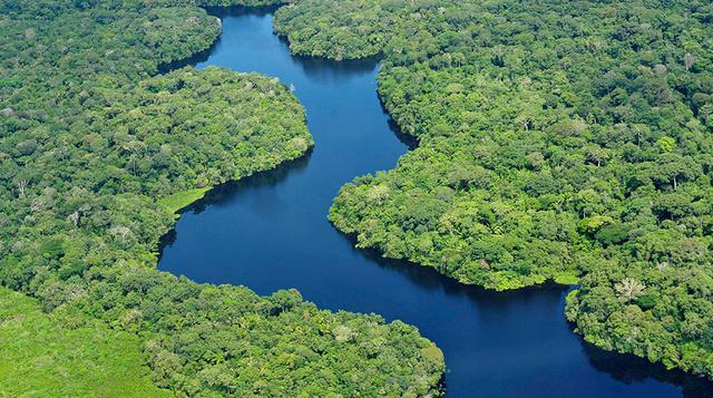 Amazonas, 23-48 millones de ha (Ecuador, Brasil, Colombia, Perú). Solo en Brasil se ha perdido 60 millones de hectáreas del bosque amazónico. El último pulmón del mundo se encuentra en peligro por la indiscriminada tala de árboles en la región.
