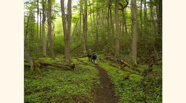 Cerrado, 15 millones de ha (Brasil). El complejo ecológico de Cerrado alberga el 5% de la biodiversidad mundial, la mitad del agua potable brasilera proviene de sus ríos, y nueve de cada diez brasileros utilizan energía generada por las plantas hídricas q