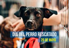 20 frases para el Día Nacional del Perro Rescatado en EE.UU. sobre la importancia de adoptar animales