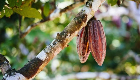 Semillas de cacao del árbol. (Foto: Getty Images)