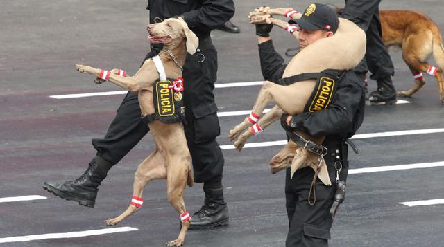 Tal como viene ocurriendo en los últimos años, el desfile de la brigada canina es uno de los momentos más esperados por el público (foto: Andina).