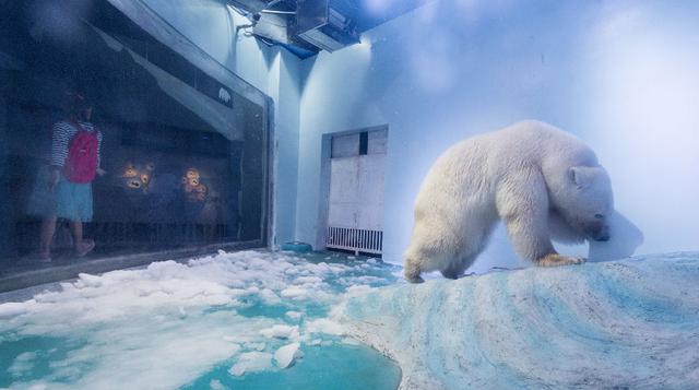 Un vídeo publicado esta semana por la ONG, Humane Society International (HSI), muestra a Pizza andando en un especie de acuario de 40 metros cuadrados y moviendo la cabeza mientras los visitantes le hacen fotos desde el otro lado del cristal. Según HSI, s