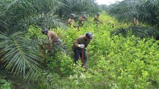 Ingresos anuales obtenidos por hectárea de hoja de coca superaron al café en el 2013