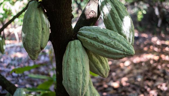 Los frutos de Theobroma cacao crecen en un árbol en una granja en Ticul, estado de Yucatán, México, el domingo 2 de febrero de 2020. Foto: Bloomberg