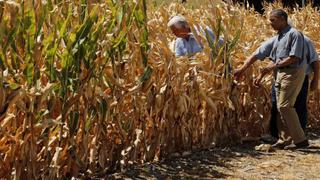 Con la sequía de alimentos solo ganarán Brasil, Argentina y Paraguay