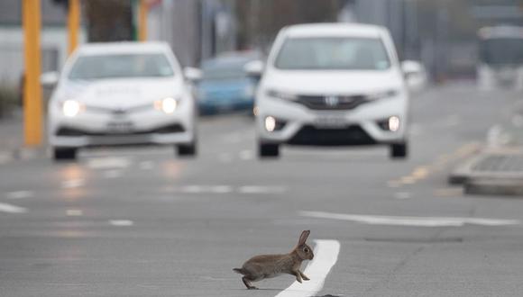 Un conejo cruza las normalmente congestionadas vías de Christchurch, Nueva Zelanda. (Foto: Bloomberg/NurPhoto)