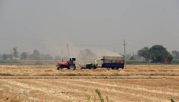 La mayoría de los agricultores han preferido este año el trigo a otros cultivos por el anuncio gubernamental de que subirá el precio de compra antes de la temporada de siembra. (Foto: Bloomberg | T. Narayan)