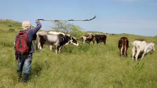 Sector agropecuario creció 1.8 % en primer bimestre pese a Niño costero