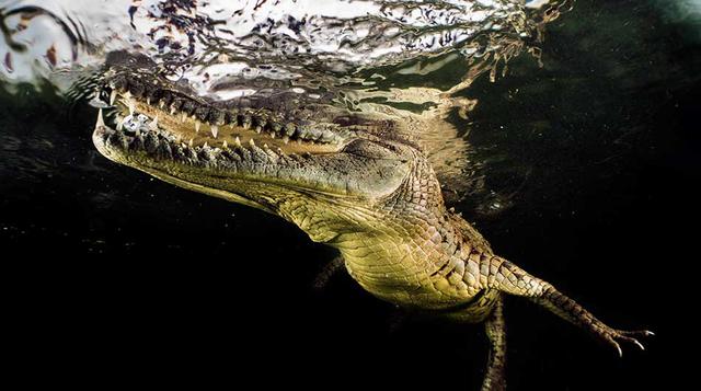 2. Apuntar a blancos grandes“Me gustan los animales más grandes, los peces más grandes”, señaló. “Hay más trabajo que hacer. No he pasado mucho tiempo fotografiando seres más pequeños porque requieren un nivel diferente de paciencia. Algunas personas regr