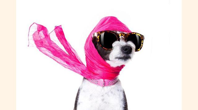 Una herencia para tu mascota, dejando a sus propios nietos anonadados, Leona Helmsley dejó como herencia a su mascota Trouble, de raza maltés, un total de $12 millones (11,14 millones de euros). Y aunque un juez ha reducido la cantidad a $2 millones (1,85