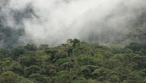 El informe dará un papel importante a los bosques en la lucha contra la crisis climática. (Foto: Sernamp)