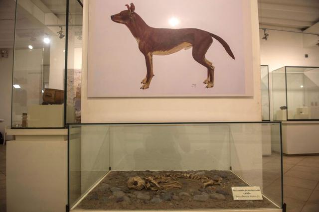 El más conocido es el perro peruano sin pelo (canis familiaris). Según investigaciones, su aparición fue en 300 a.C, fue animal de compañía, representado por los incas en sus cerámicas. En el 2001 Perú lo declaró Patrimonio de la Nación. (Foto: AFP)