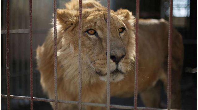 Los animales fueron también damnificados de la guerra.(foto: reuters)