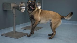 Perros detectan COVID en sudor con eficacia similar a examen PCR