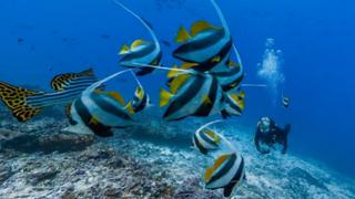 En 42 años desapareció un 58% de los vertebrados del planeta según el WWF