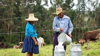 Senasa registró más de 4,000 establos lecheros en el país