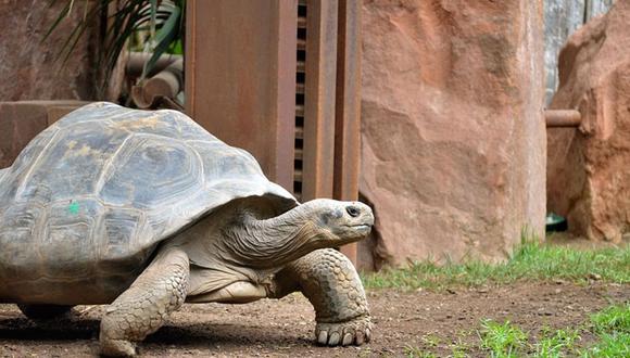 Baltÿa es el nombre que recibió este jueves una tortuga gigante de Galápagos (Foto: difusión)