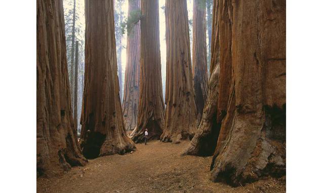 FOTO 17 | El rebelde de los bosques. En su defensa de la vuelta a lo salvaje y de los espacios intocados, Henry David Thoreau (1817-1862), naturalista y escritor nacido un 12 de julio hace ahora 200 años, se anticipó a su tiempo y se convirtió en uno de l