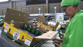 Palta Hass producida en la sierra peruana llegará a China